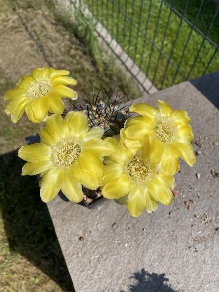 Acanthocalycium glaucum